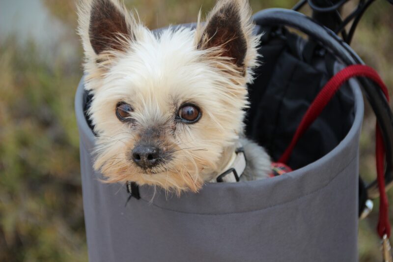 Beeztees Houten Fietsmand Journey review – Is dit fietsmandje iets voor jouw hond? Beeztees Houten Fietsmand Journey review