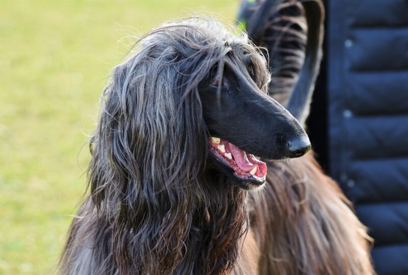 Gebitsverzorging voor je hond - Waarom is het zo belangrijk?