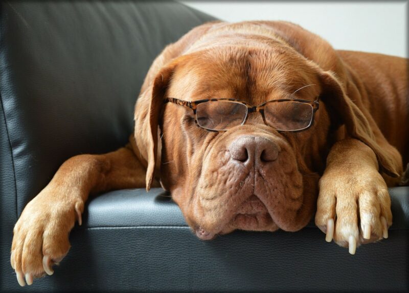 Hoe ziet een hond? – Alles over het zicht van honden! Hoe ziet een hond? – Alles over het zicht van honden!