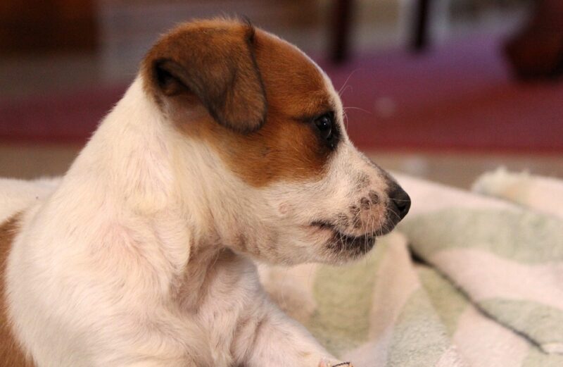 De beste orthopedische hondenmanden, minder pijn voor je hond!