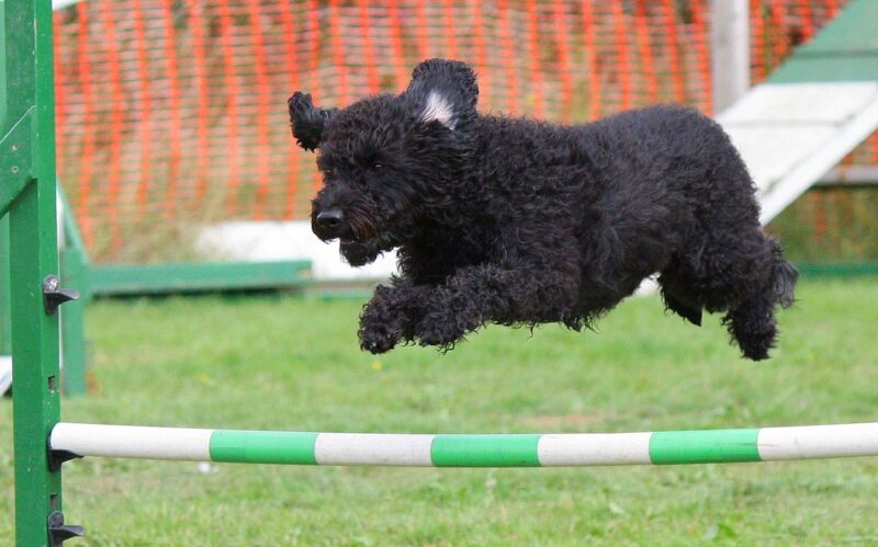 Is een puppycursus echt nodig?