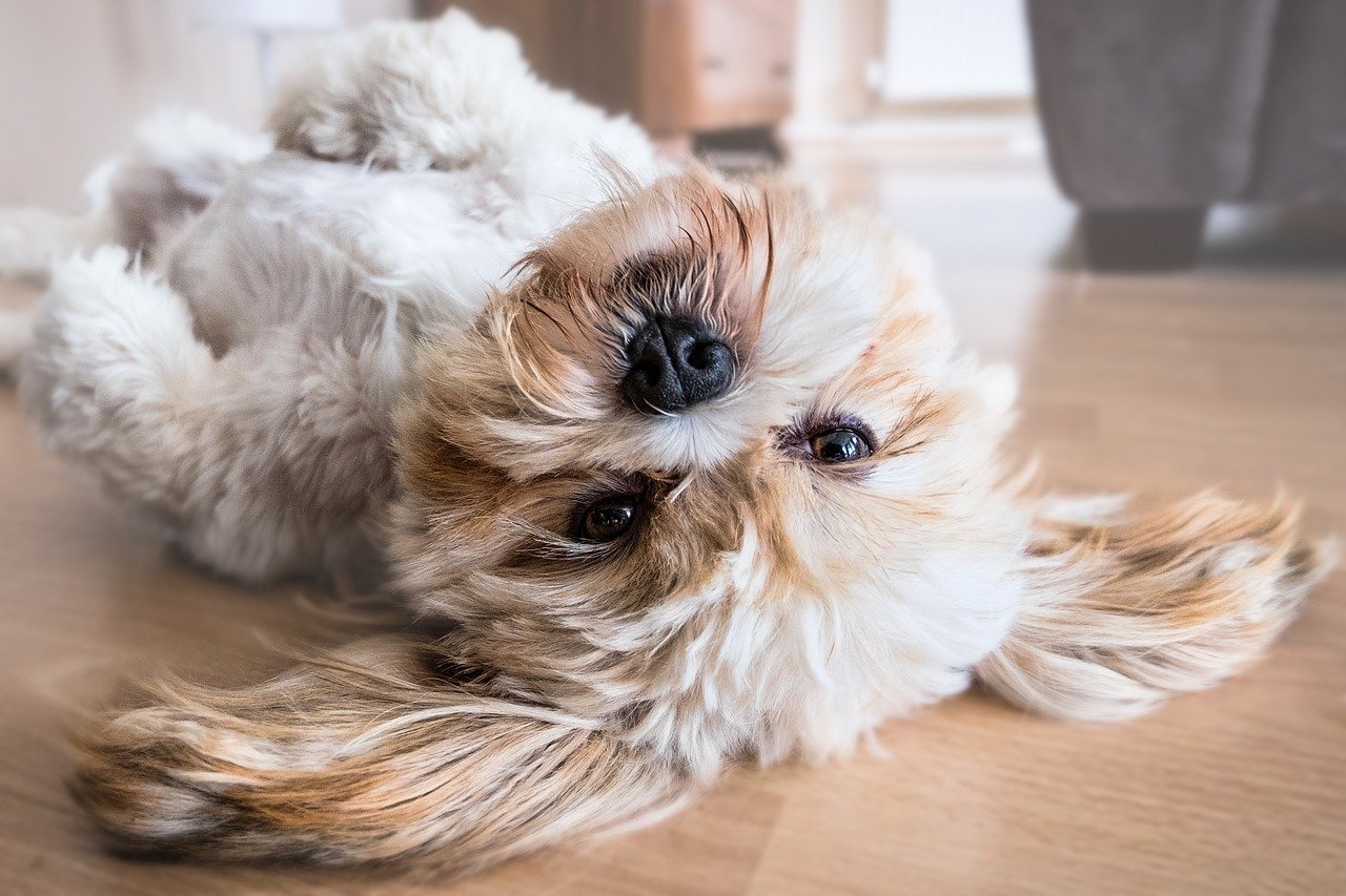 Waarom schud mijn hond steeds met zijn kop?