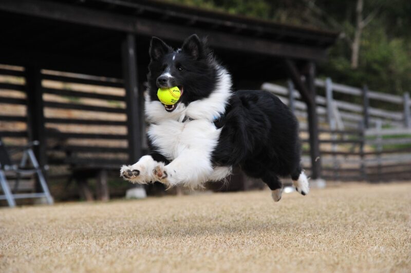 Springen afleren bij hond? Zo pak je dat aan.