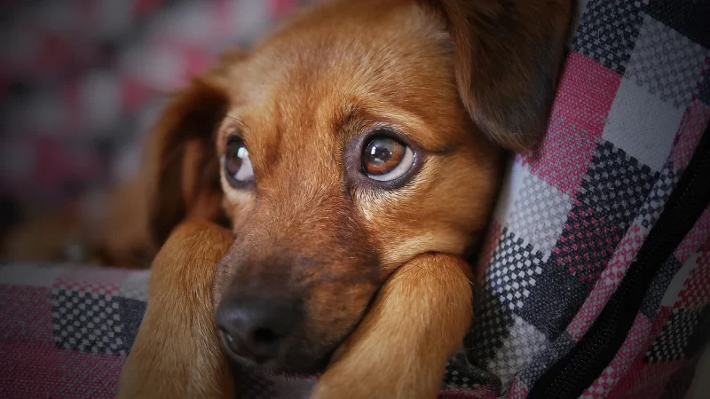 Waarom is een goede verzorging van een hond belangrijk?