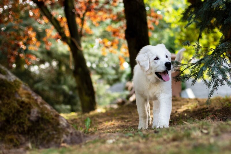 Wat je wel en niet moet doen bij het opvoeden van een puppy