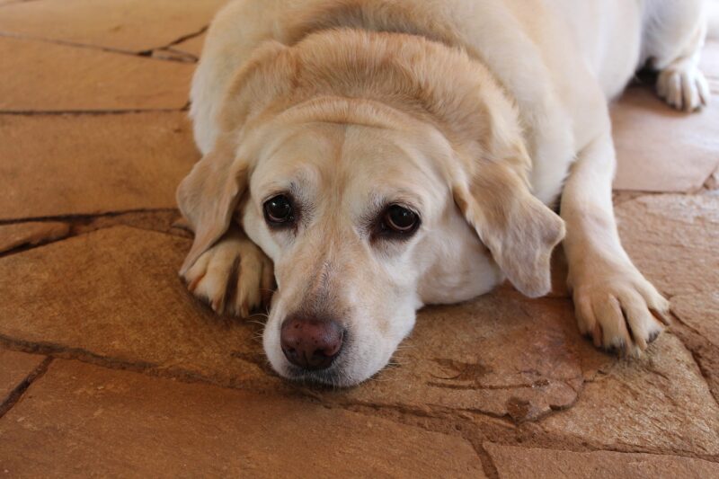 Wat je wel en niet moet doen bij het opvoeden van een puppy