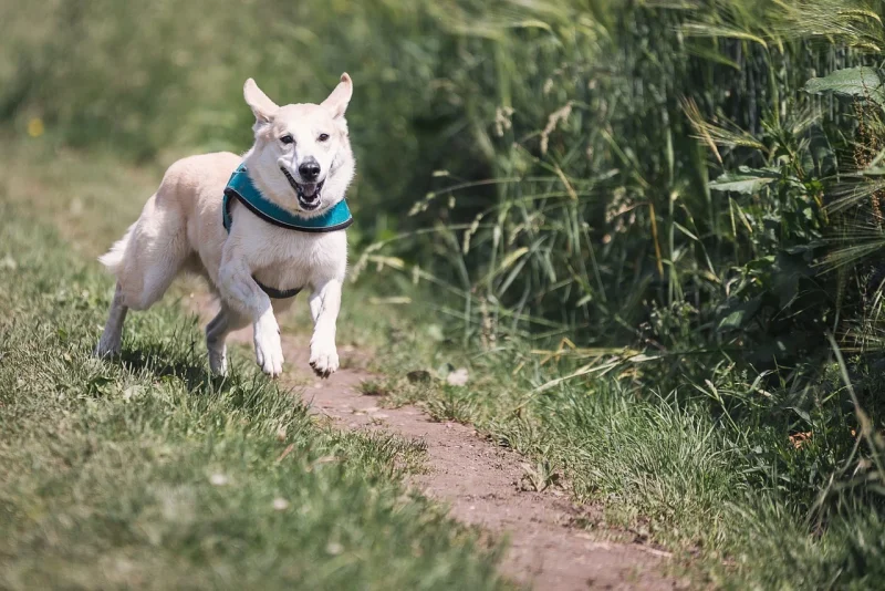 Hond laten afvallen? Praktische tips!