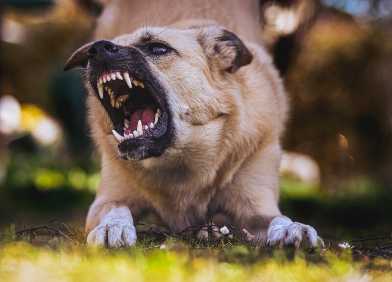 Hoe lang mag een hond op een bot kauwen?