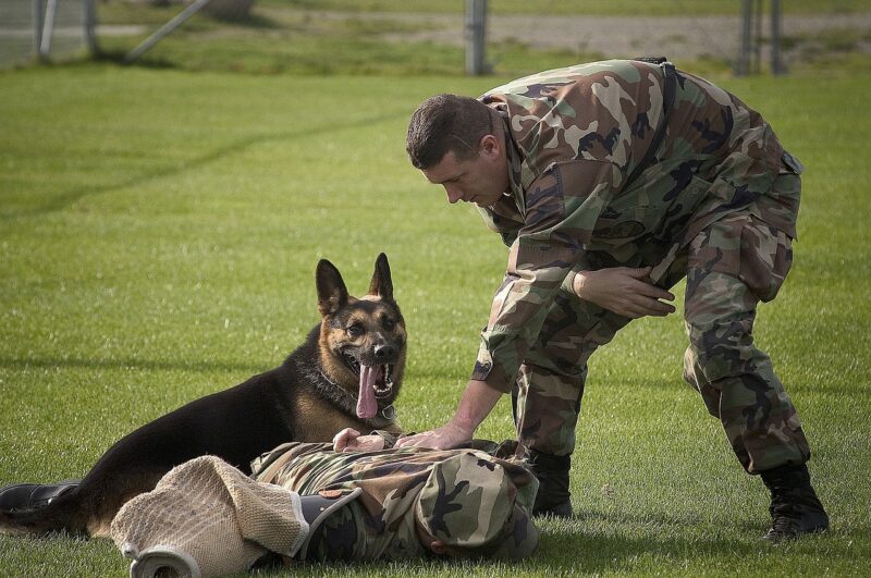 Wat is de Beste puppy training?