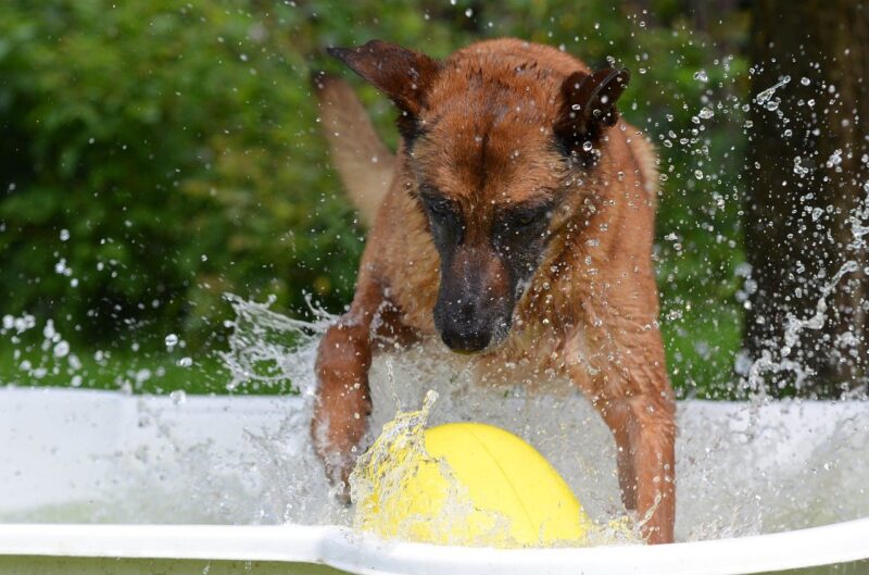 Hond afkoelen bij warm weer? Belangrijke tips!