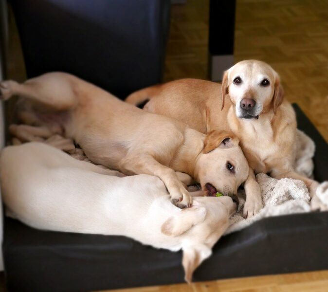 De beste orthopedische hondenmanden, minder pijn voor je hond!