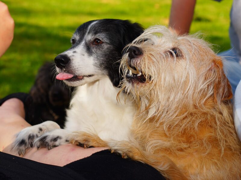 Hoe bedelen af te leren bij je hond?