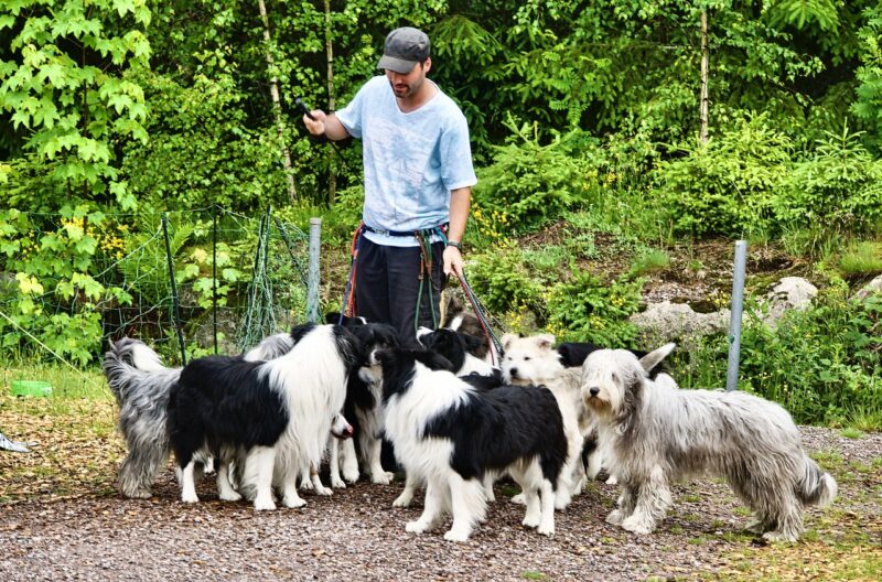 Hoe vaak je hond uitlaten?