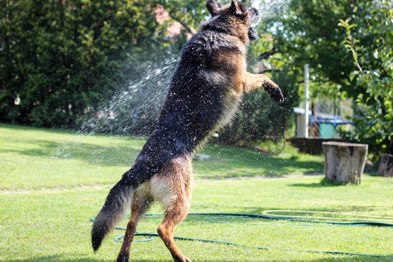 Springen afleren bij hond? Zo pak je dat aan.