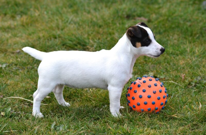 Welke hondenbrokken zijn de beste voor Jack Russells?