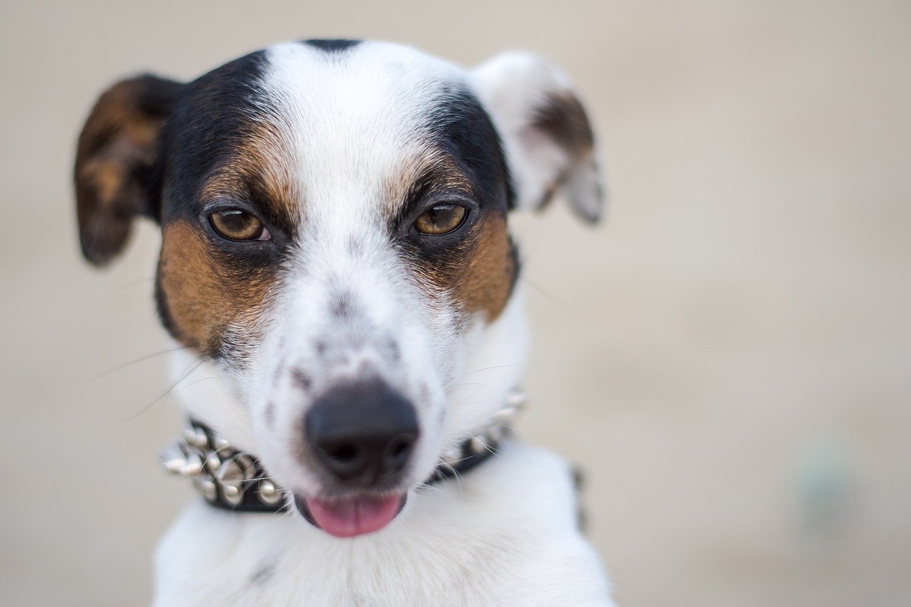 Hond afkoelen bij warm weer? Belangrijke tips!