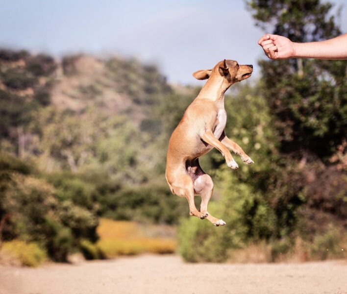 Springen afleren bij hond? Zo pak je dat aan.