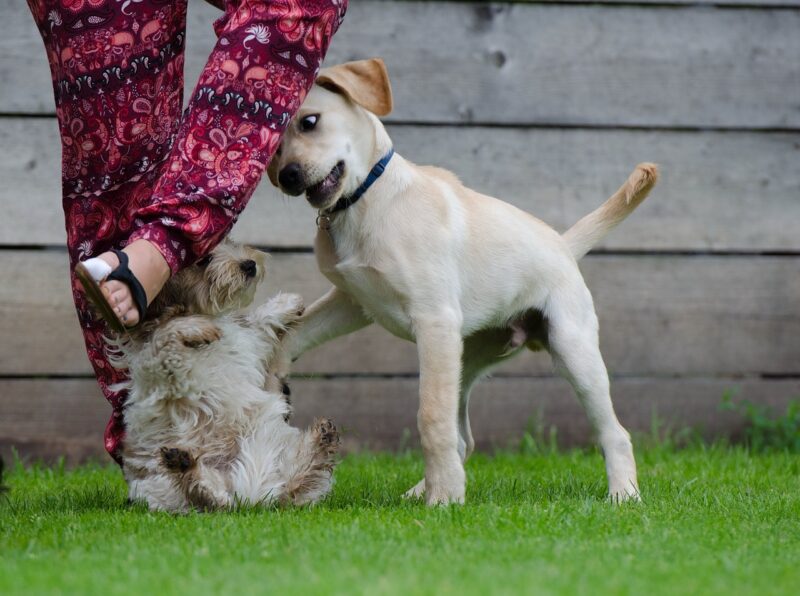 Beste intelligentiespelletjes voor hond – Onze top 5