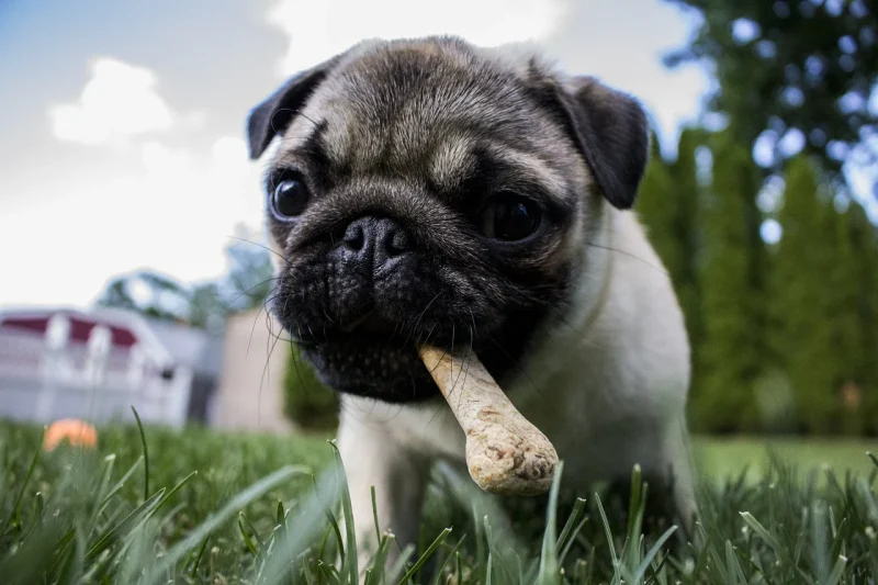 Hoe lang mag een hond op een bot kauwen?