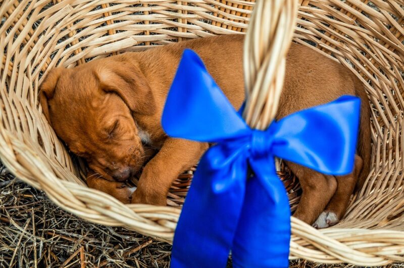 De beste orthopedische hondenmanden, minder pijn voor je hond!