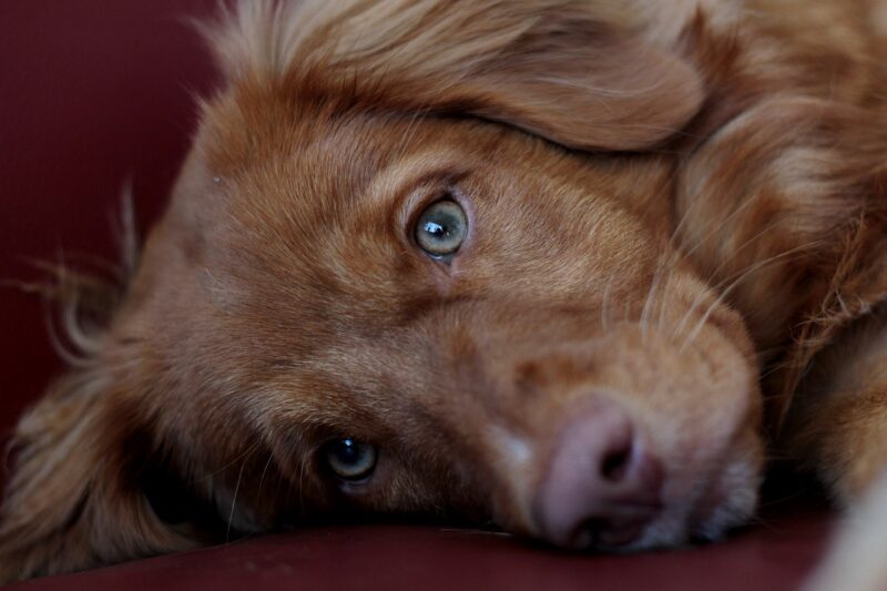 Hoe vaak moet ik mijn hond ontwormen en zijn wormen gevaarlijk?