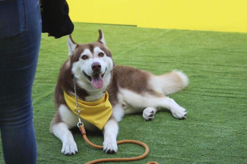 Hoe leer je een Puppy commando’s?