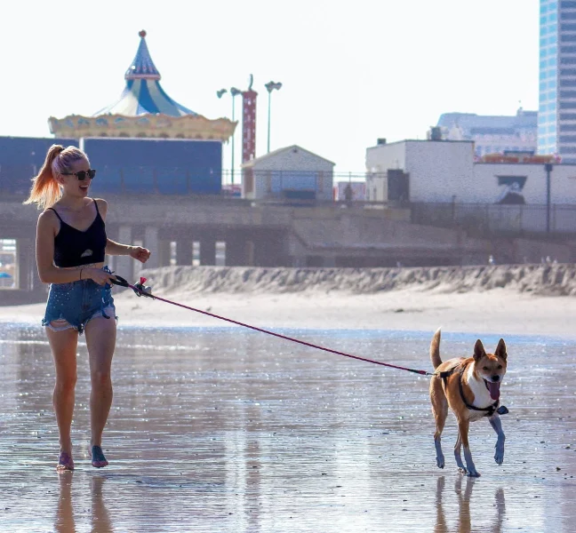 Hoe vaak je hond uitlaten?