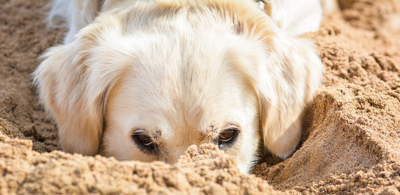 Train je hond, de basisoefeningen die elke hond moet kennen