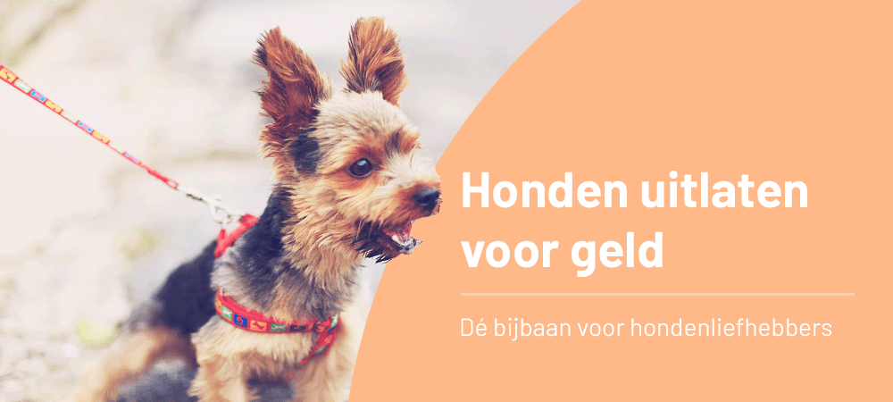 Honden uitlaten voor geld is de ideale bijbaan voor de hondenliefhebber die graag een extra zakcentje wil bijverdienen!