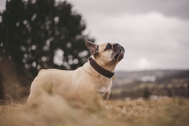 Franse Bulldog: Essentiële Informatie en Verzorgingstips Franse Bulldog,