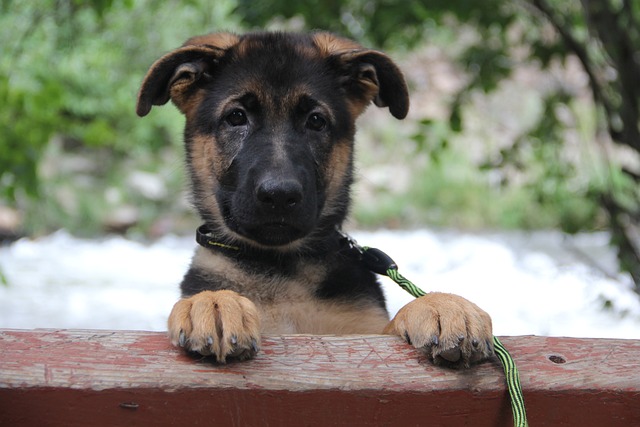 Duitse herder pup