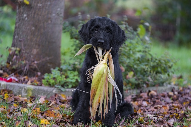 Labradoodle