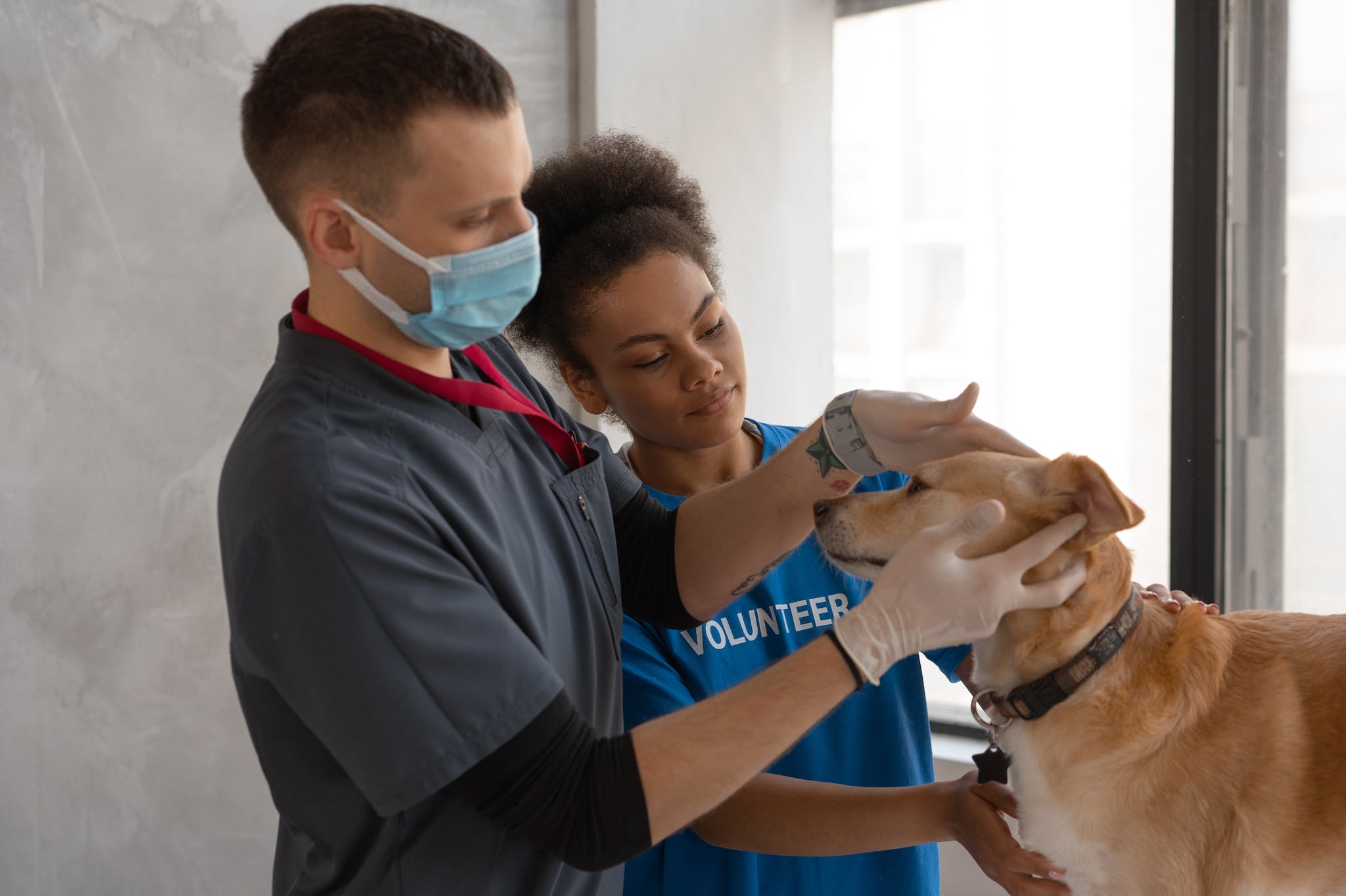 A Man and Woman Checking a Dog