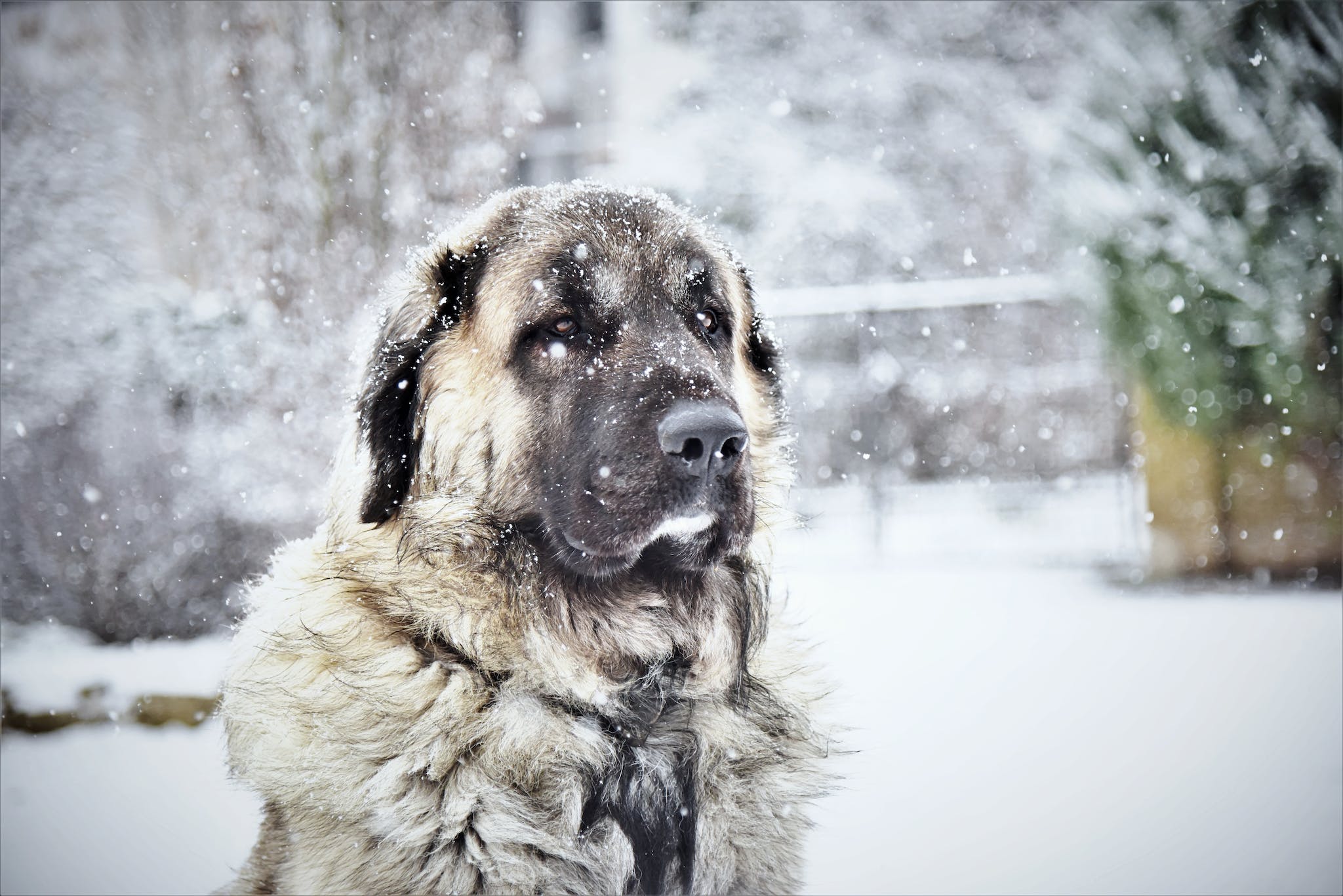 Adult Fawn Kangal