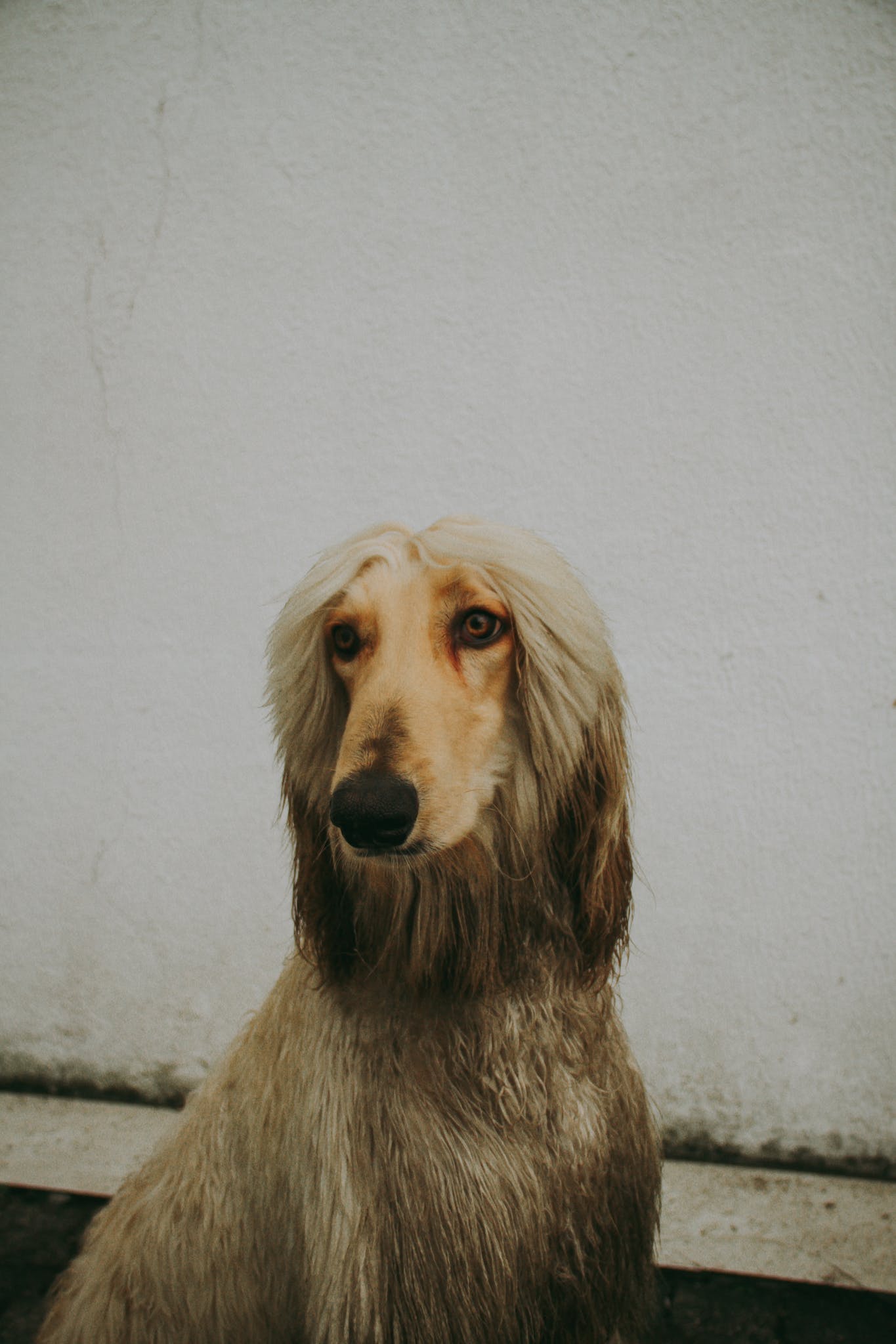 Afghan Hound Dog