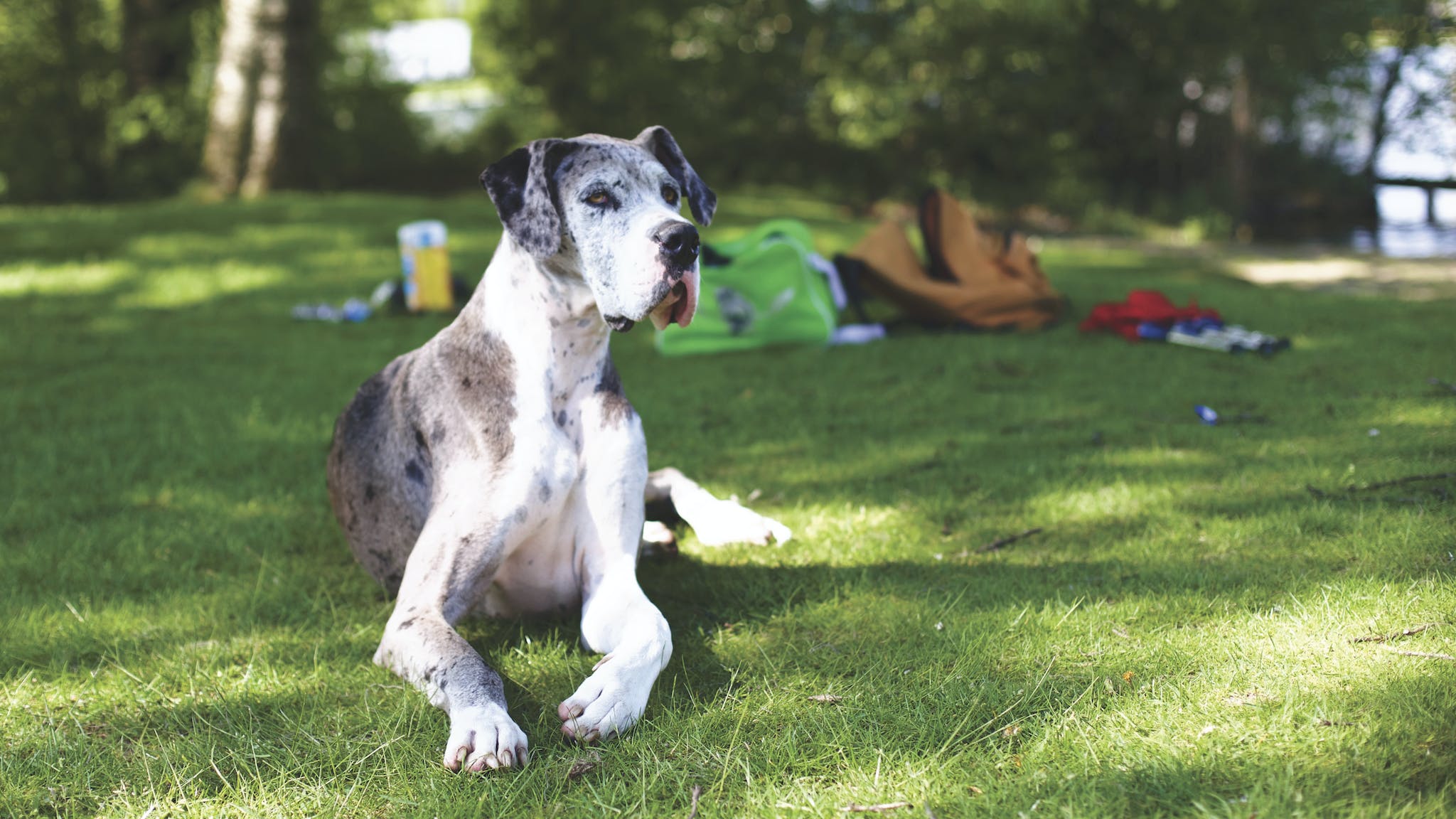 Blue Merle Great Dane