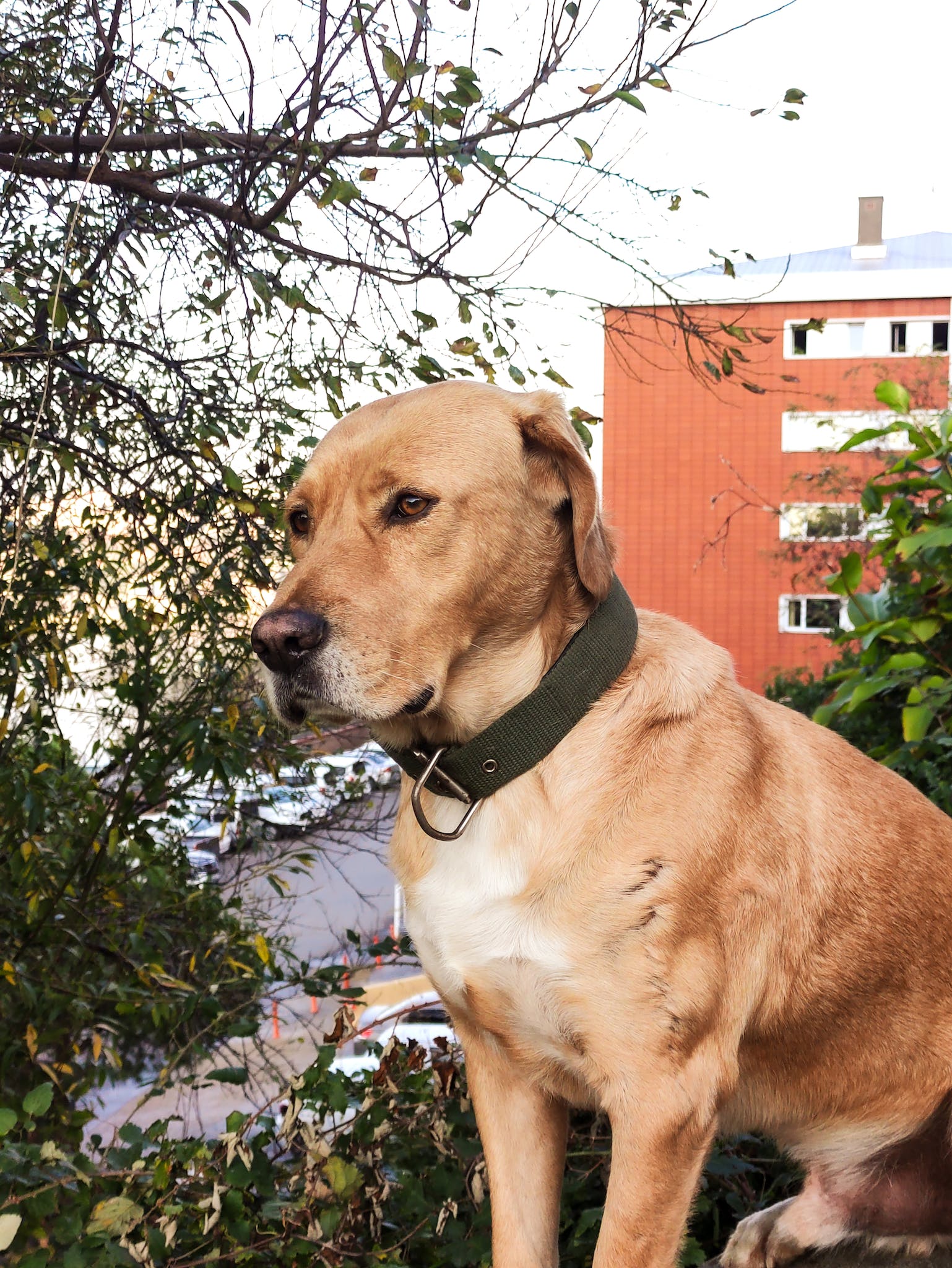 Brown Dog in Close Up Photography