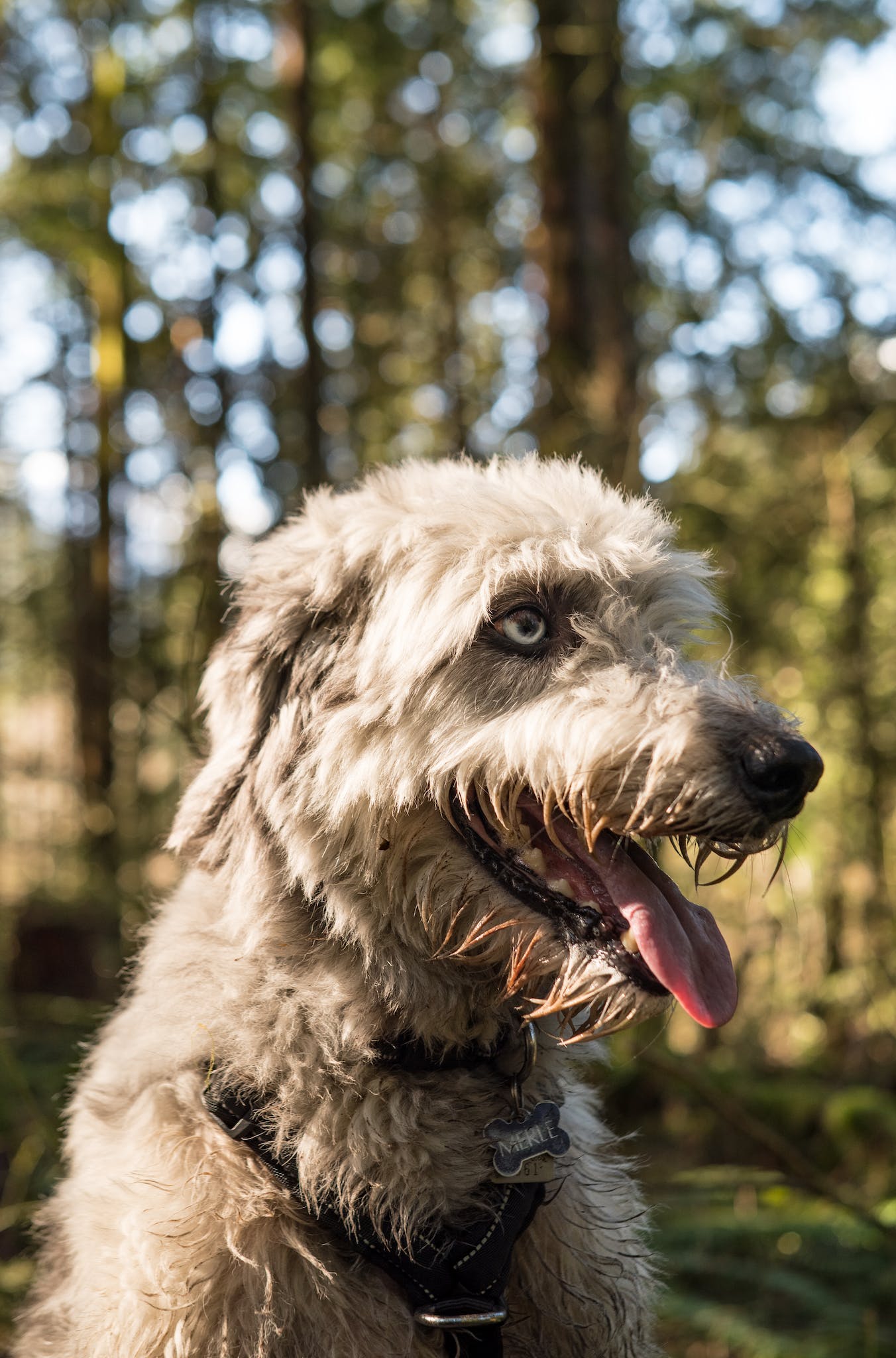 Close-Up Shot of a White Irish Wolfhound Dog