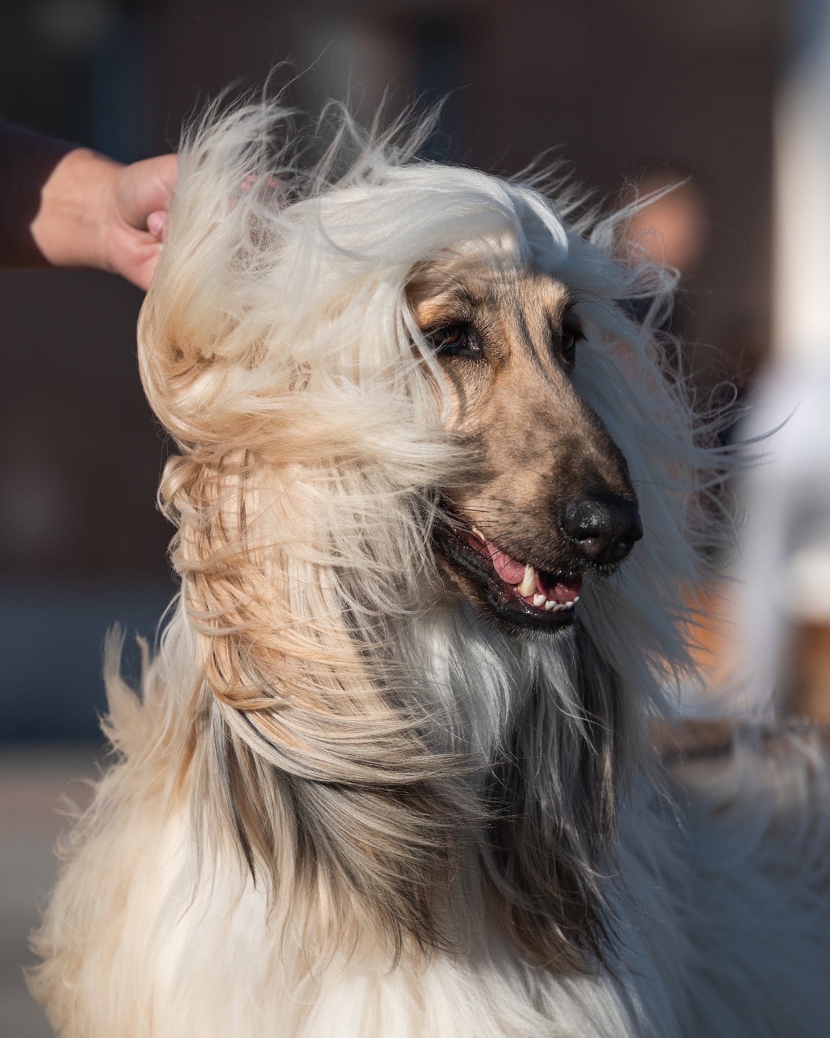 Close-Up Shot of Long-Coated Dog