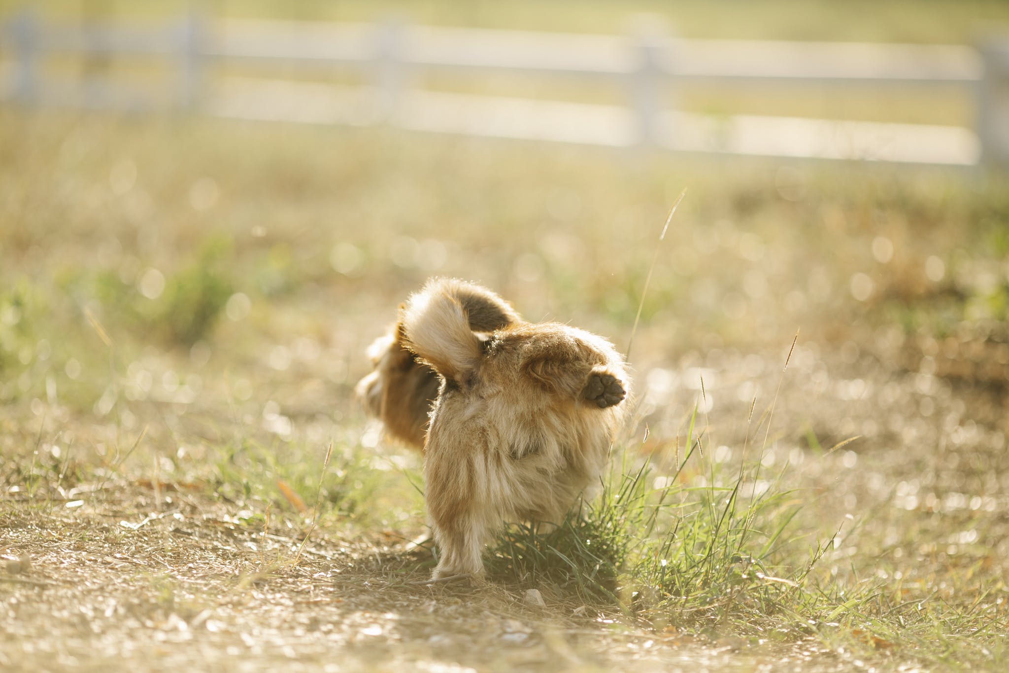 Fluffy dog raising hind paw in enclosure