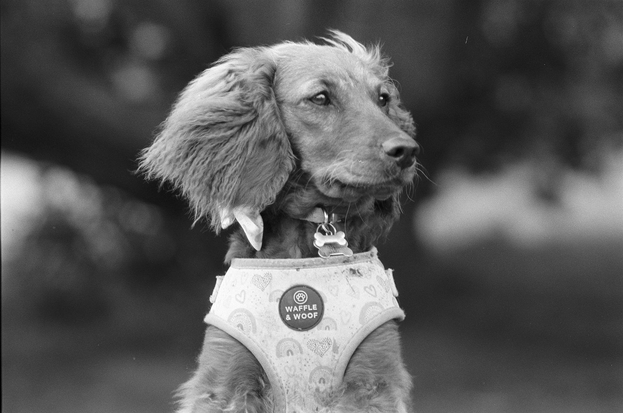 Aandoeningen aan de urinewegen bij honden