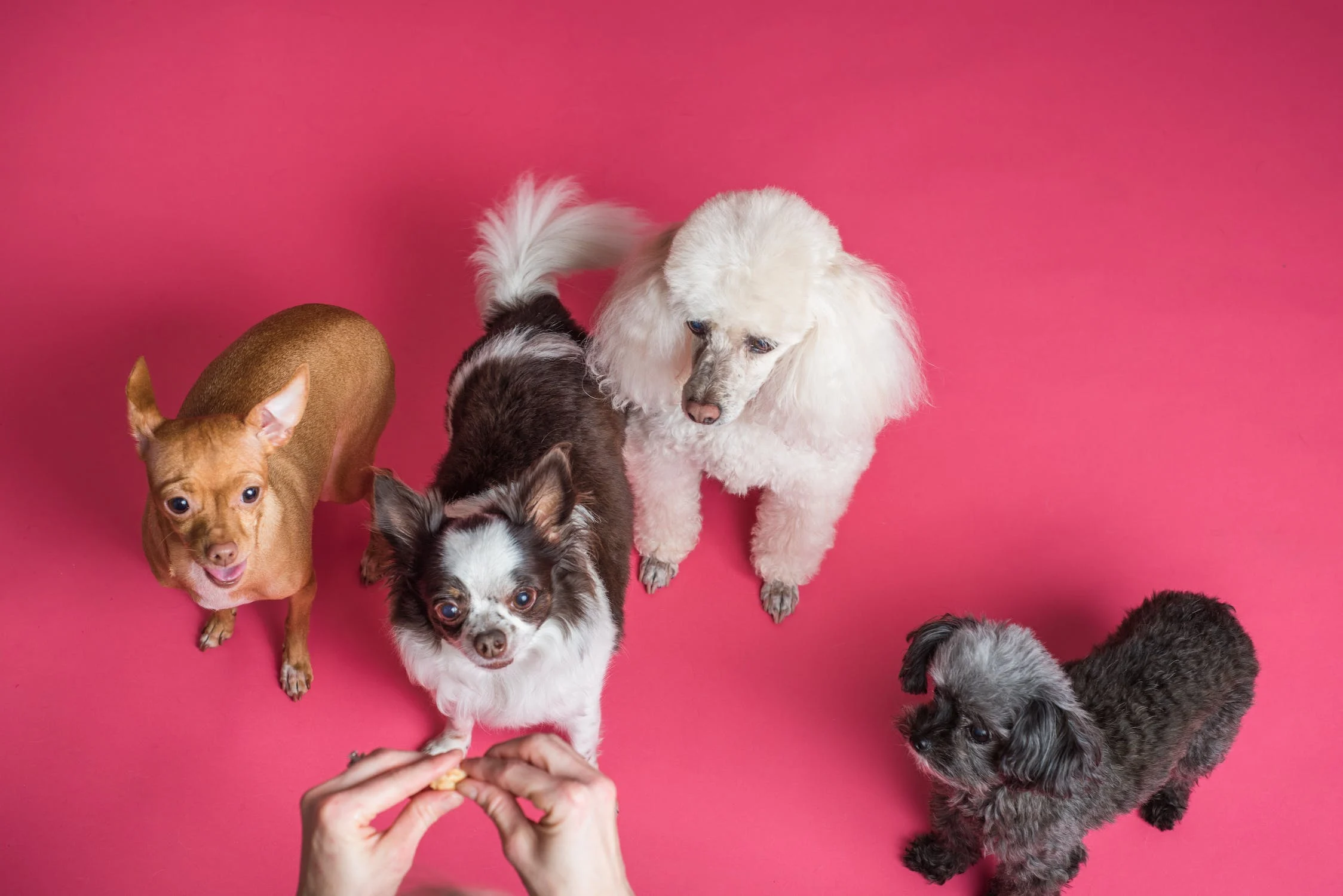 Betekenis van typisch gedrag bij honden