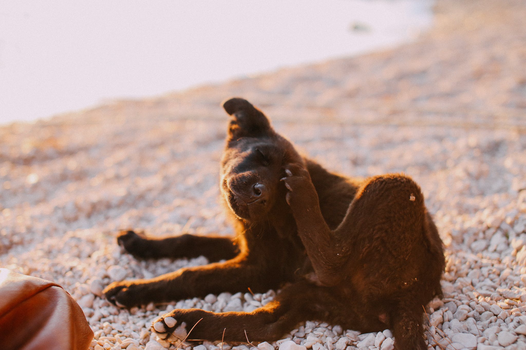 Photo of a Brown Dog Scratching its Head