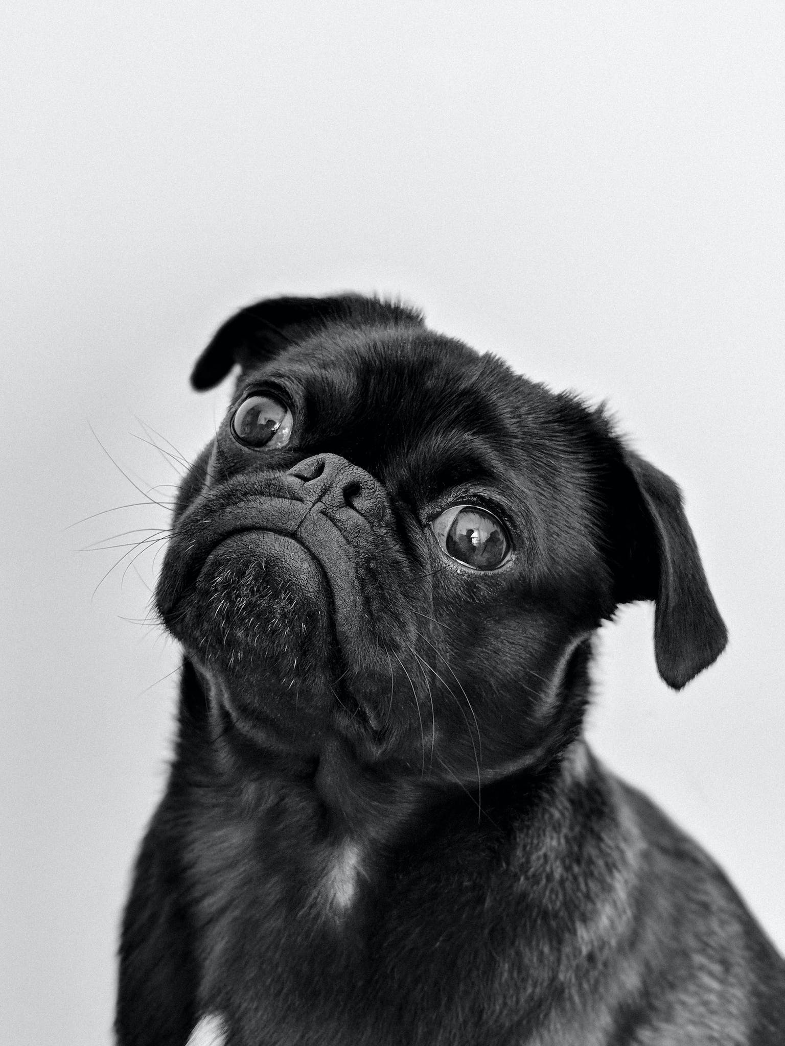 Portrait Photo of an Adult Black Pug